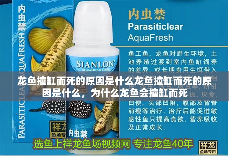 龍魚撞缸而死的原因是什么龍魚撞缸而死的原因是什么，為什么龍魚會撞缸而死