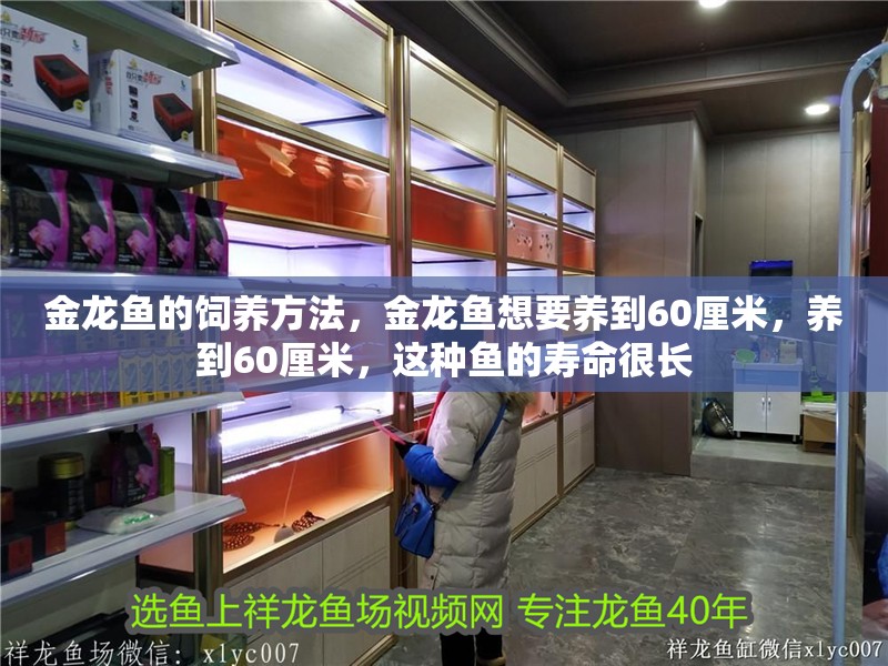 金龍魚的飼養(yǎng)方法，金龍魚想要養(yǎng)到60厘米，養(yǎng)到60厘米，這種魚的壽命很長(zhǎng)