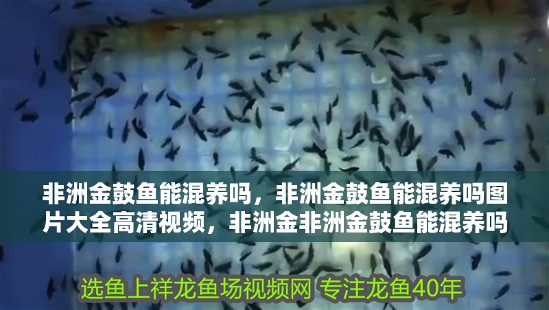 非洲金鼓魚能混養(yǎng)嗎，非洲金鼓魚能混養(yǎng)嗎圖片大全高清視頻，非洲金非洲金鼓魚能混養(yǎng)嗎圖片大全高清視頻
