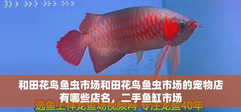和田花鳥魚蟲市場(chǎng)和田花鳥魚蟲市場(chǎng)的寵物店有哪些店名，二手魚缸市場(chǎng) 和田花鳥魚蟲市場(chǎng)和田花鳥魚蟲市場(chǎng)的寵物店有哪些店名，二手魚缸市場(chǎng) 觀賞魚百科 第1張