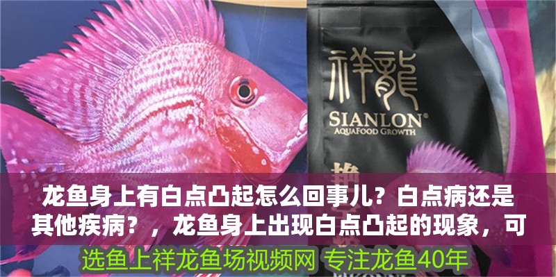 龍魚(yú)身上有白點(diǎn)凸起怎么回事兒？白點(diǎn)病還是其他疾病？，龍魚(yú)身上出現(xiàn)白點(diǎn)凸起的現(xiàn)象，可能是由多種原因引起的