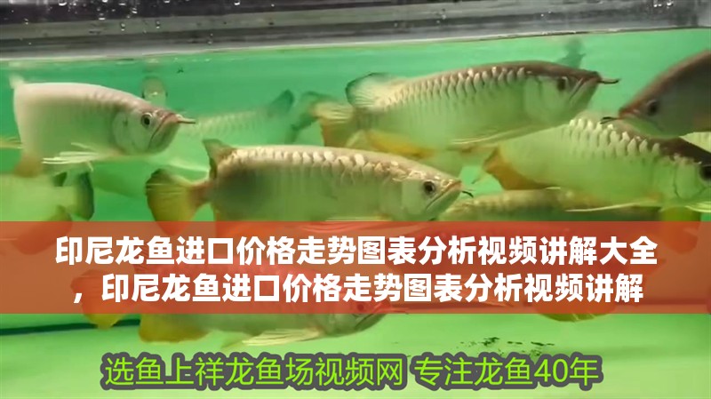 印尼龍魚進口價格走勢圖表分析視頻講解大全，印尼龍魚進口價格走勢圖表分析視頻講解