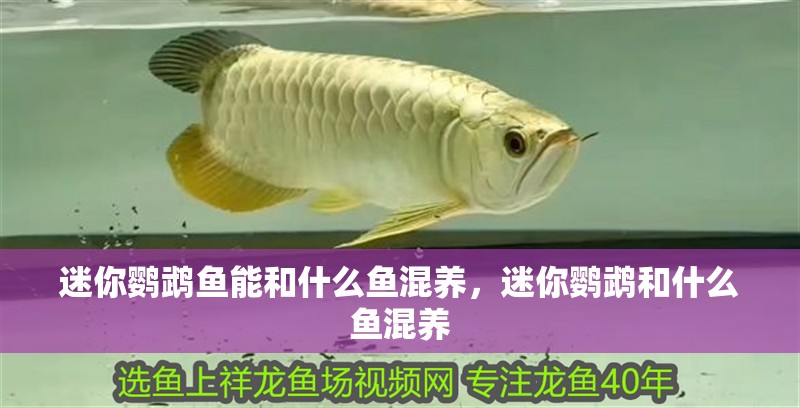 迷你鸚鵡魚能和什么魚混養(yǎng)，迷你鸚鵡和什么魚混養(yǎng)