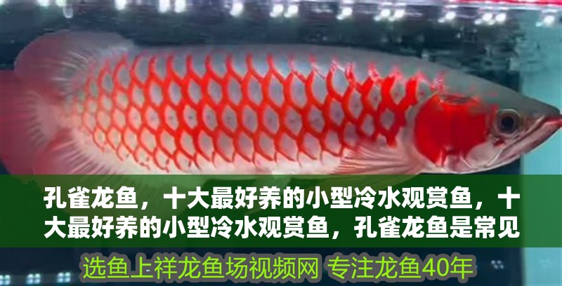 孔雀龍魚，十大最好養的小型冷水觀賞魚，十大最好養的小型冷水觀賞魚，孔雀龍魚是常見的觀賞魚