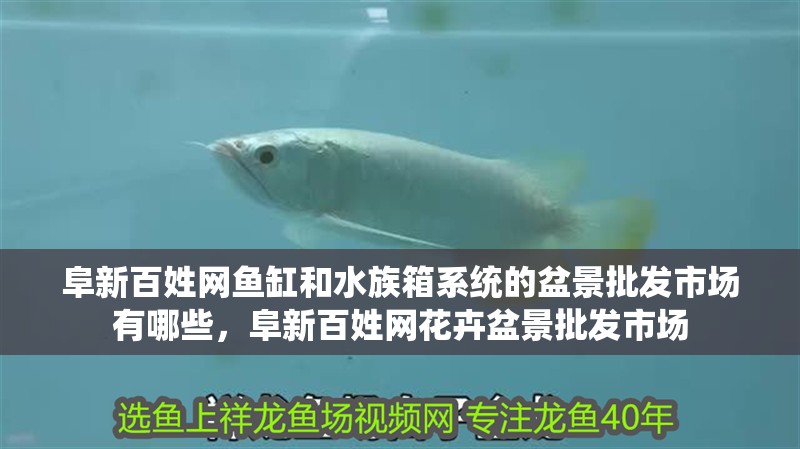 阜新百姓網魚缸和水族箱系統的盆景批發市場有哪些，阜新百姓網花卉盆景批發市場