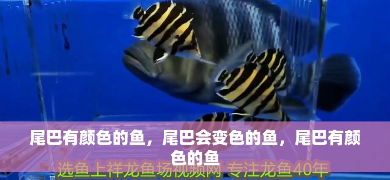 尾巴有顏色的魚，尾巴會變色的魚，尾巴有顏色的魚
