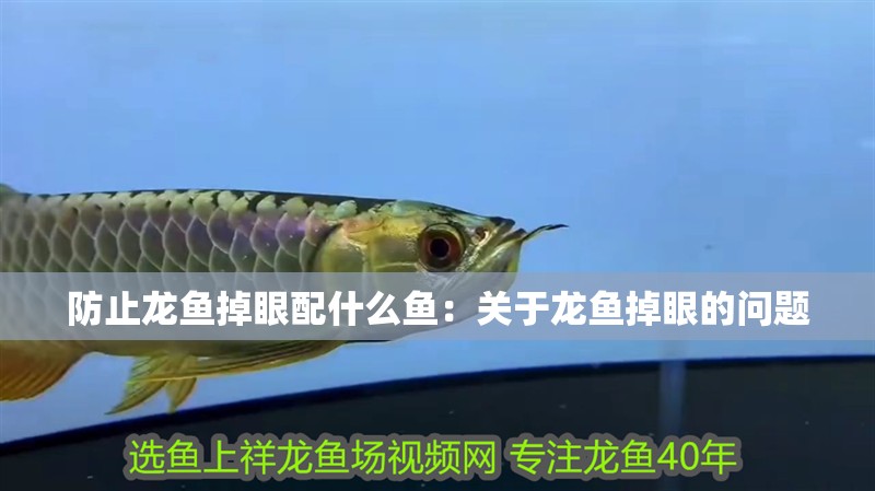 防止龍魚掉眼配什么魚：關于龍魚掉眼的問題