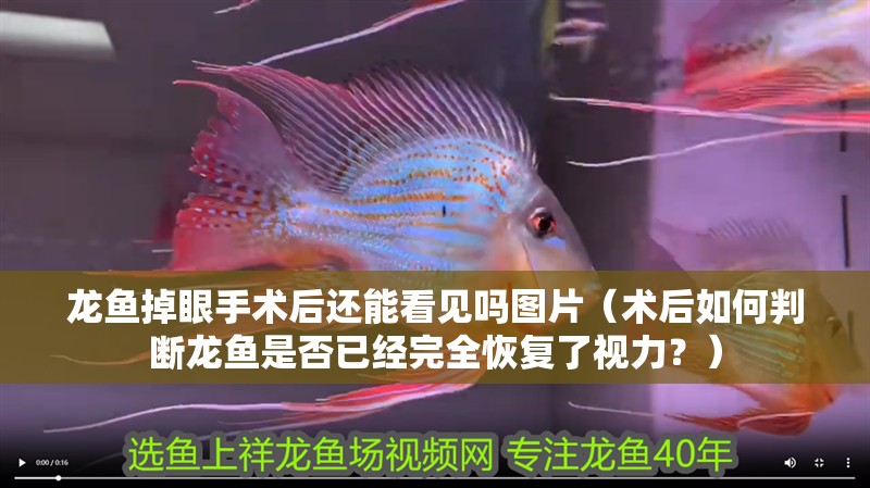 龍魚掉眼手術后還能看見嗎圖片（術后如何判斷龍魚是否已經完全恢復了視力？）