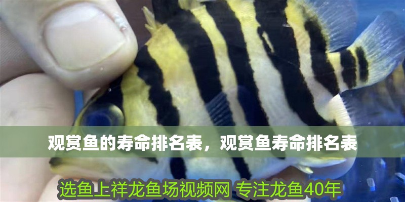 觀賞魚的壽命排名表，觀賞魚壽命排名表