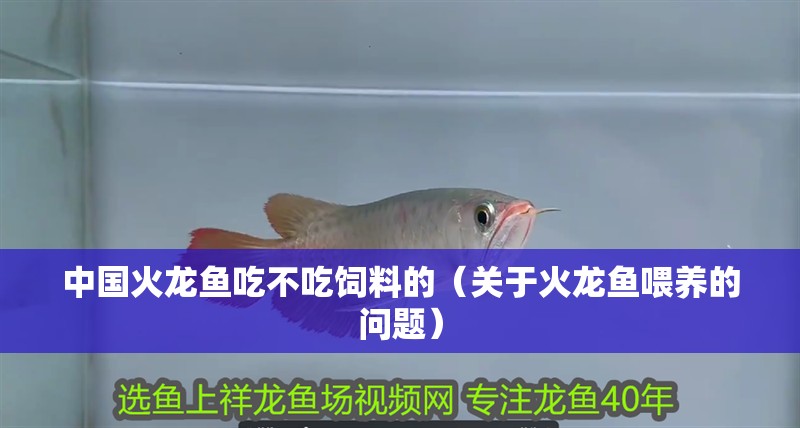 中國火龍魚吃不吃飼料的（關(guān)于火龍魚喂養(yǎng)的問題）