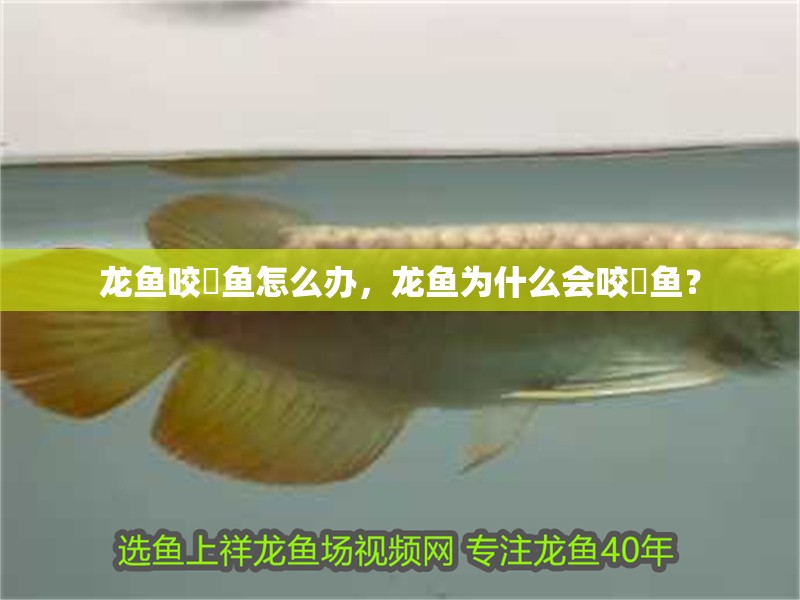 龍魚咬魟魚怎么辦，龍魚為什么會(huì)咬魟魚？