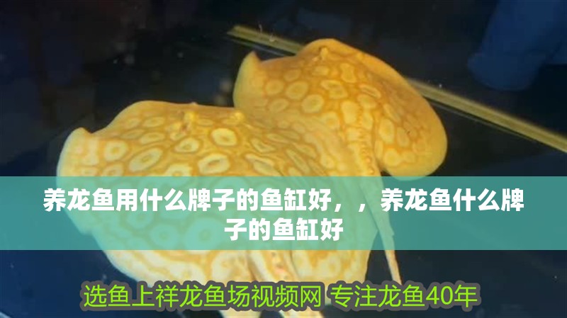 養龍魚用什么牌子的魚缸好，，養龍魚什么牌子的魚缸好