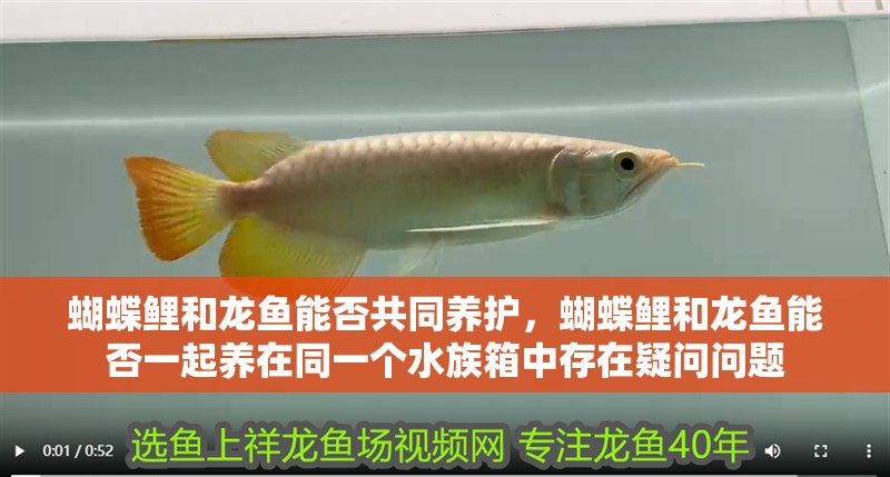 蝴蝶鯉和龍魚能否共同養護，蝴蝶鯉和龍魚能否一起養在同一個水族箱中存在疑問問題