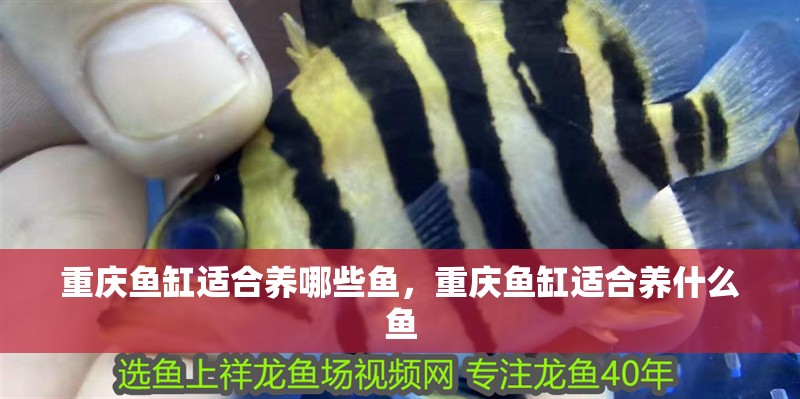 重慶魚缸適合養(yǎng)哪些魚，重慶魚缸適合養(yǎng)什么魚
