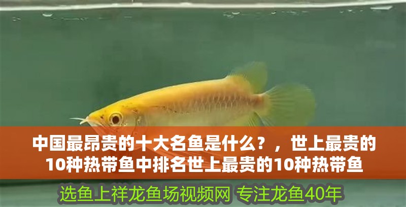中國最昂貴的十大名魚是什么？，世上最貴的10種熱帶魚中排名世上最貴的10種熱帶魚