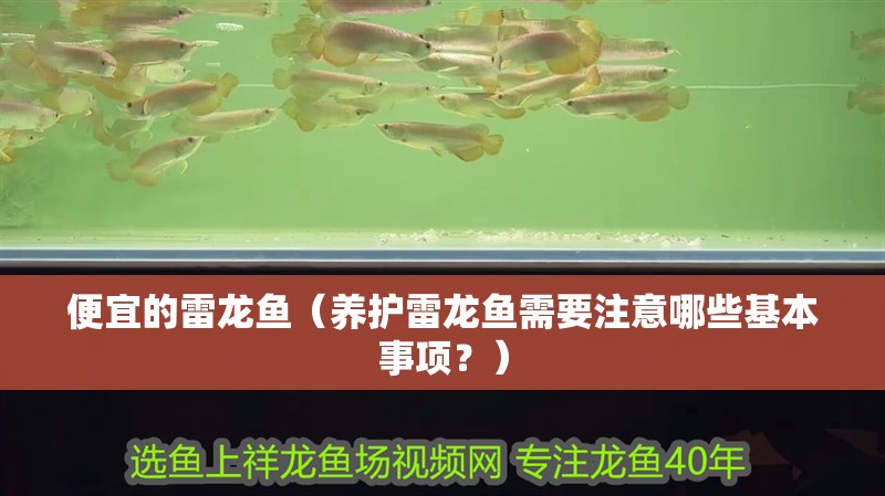 便宜的雷龍魚（養護雷龍魚需要注意哪些基本事項？）