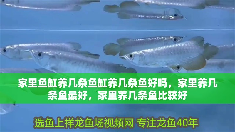 家里魚缸養幾條魚缸養幾條魚好嗎，家里養幾條魚最好，家里養幾條魚比較好