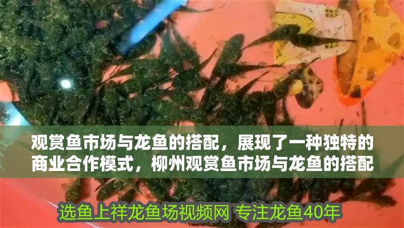 觀賞魚市場與龍魚的搭配，展現了一種獨特的商業合作模式，柳州觀賞魚市場與龍魚的搭配