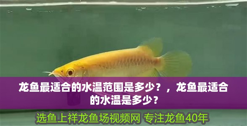 龍魚最適合的水溫范圍是多少？，龍魚最適合的水溫是多少？