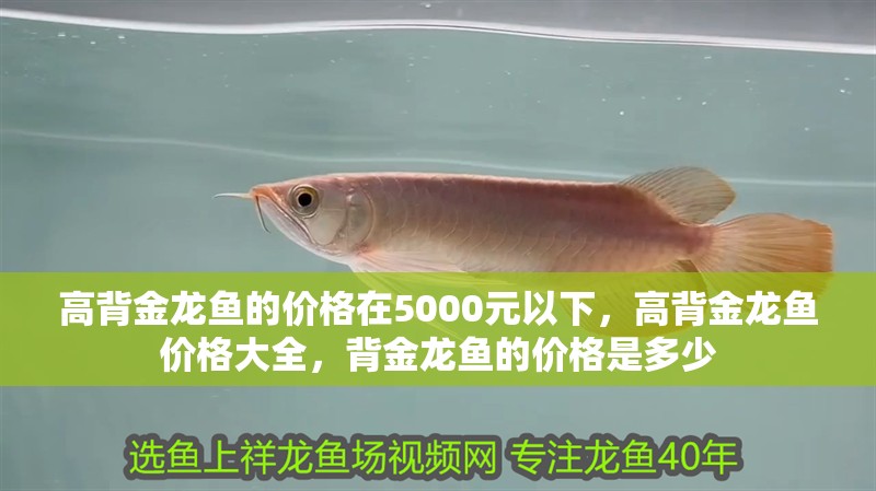 高背金龍魚的價格在5000元以下，高背金龍魚價格大全，背金龍魚的價格是多少 高背金龍魚的價格在5000元以下，高背金龍魚價格大全，背金龍魚的價格是多少 觀賞魚百科 第2張