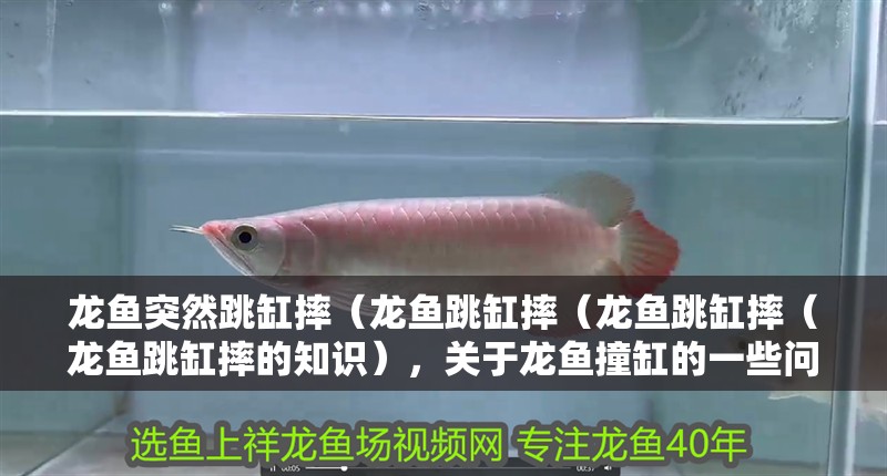 龍魚突然跳缸摔（龍魚跳缸摔（龍魚跳缸摔（龍魚跳缸摔的知識），關于龍魚撞缸的一些問題