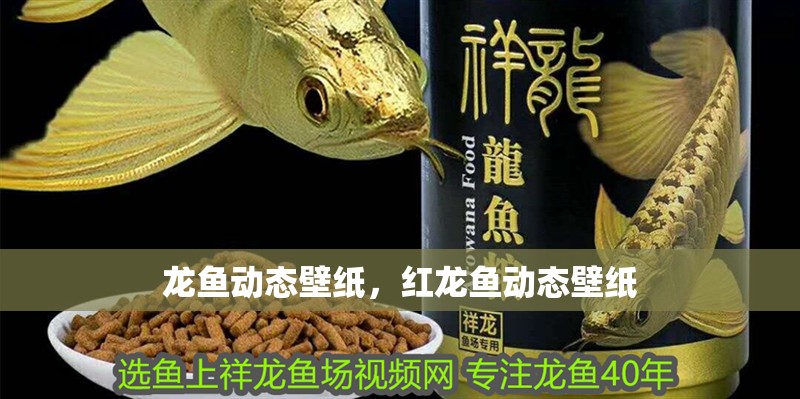龍魚動(dòng)態(tài)壁紙，紅龍魚動(dòng)態(tài)壁紙 龍魚動(dòng)態(tài)壁紙，紅龍魚動(dòng)態(tài)壁紙 觀賞魚百科 第2張