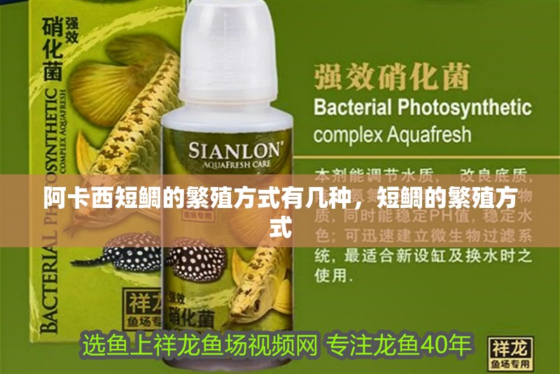 阿卡西短鯛的繁殖方式有幾種，短鯛的繁殖方式
