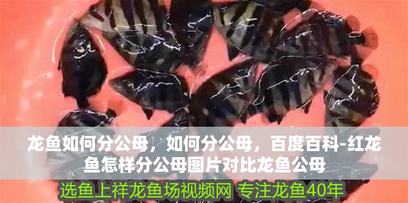 龍魚如何分公母，如何分公母，百度百科-紅龍魚怎樣分公母圖片對比龍魚公母