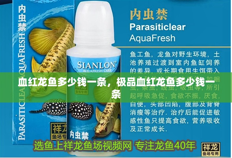 血紅龍魚多少錢一條，極品血紅龍魚多少錢一條