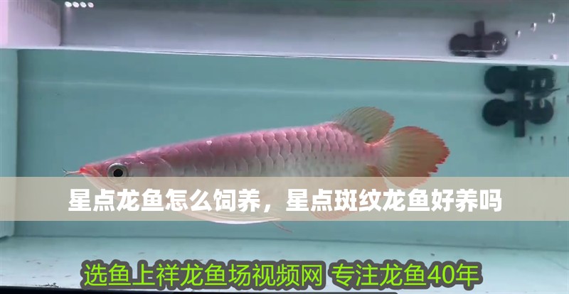 星點龍魚怎么飼養，星點斑紋龍魚好養嗎