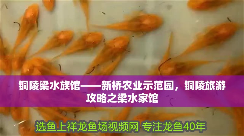 銅陵梁水族館——新橋農業示范園，銅陵旅游攻略之梁水家館
