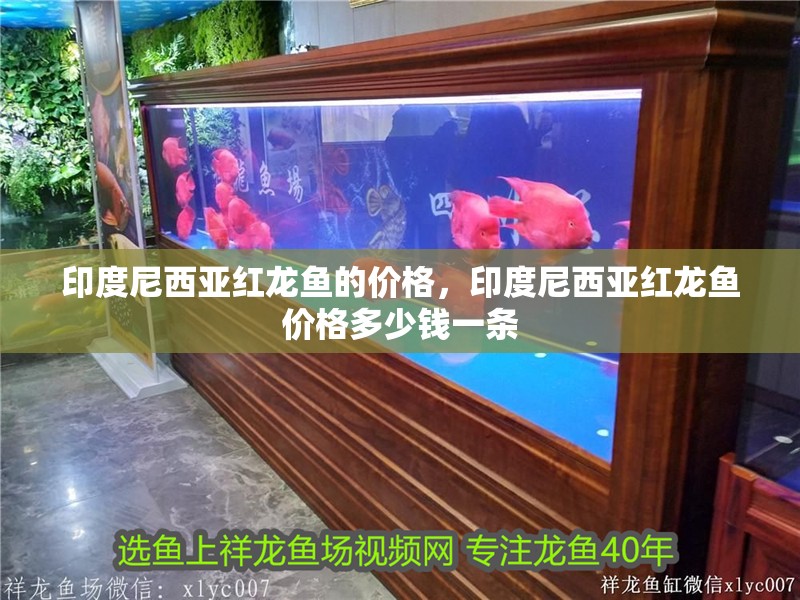 印度尼西亞紅龍魚(yú)的價(jià)格，印度尼西亞紅龍魚(yú)價(jià)格多少錢(qián)一條