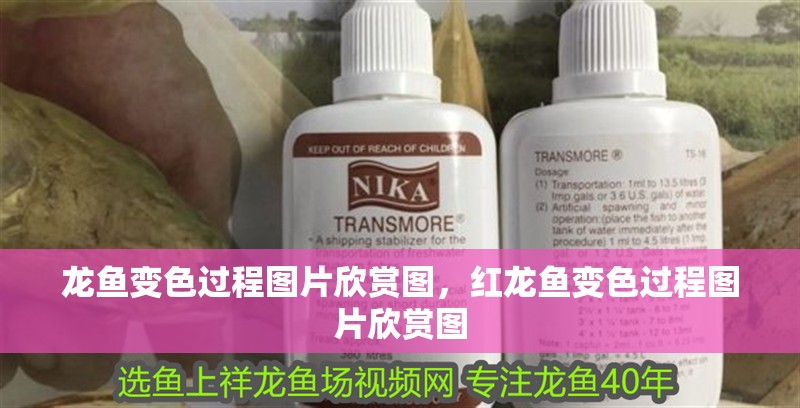 龍魚變色過程圖片欣賞圖，紅龍魚變色過程圖片欣賞圖
