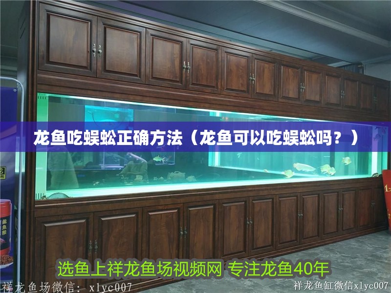 龍魚吃蜈蚣正確方法（龍魚可以吃蜈蚣嗎？）