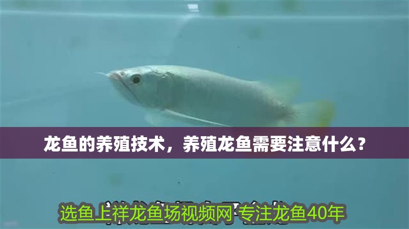 龍魚的養殖技術，養殖龍魚需要注意什么？ 龍魚的養殖技術，養殖龍魚需要注意什么？ 觀賞魚百科 第1張