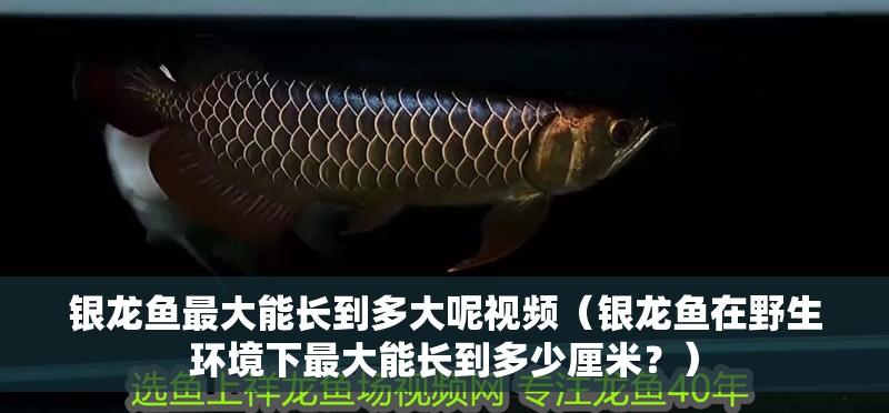 銀龍魚最大能長到多大呢視頻（銀龍魚在野生環境下最大能長到多少厘米？）