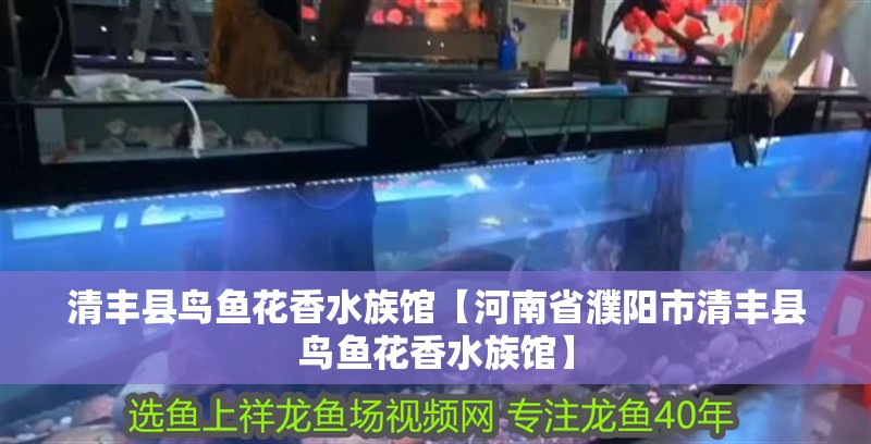 清豐縣鳥魚花香水族館【河南省濮陽市清豐縣鳥魚花香水族館】 清豐縣鳥魚花香水族館【河南省濮陽市清豐縣鳥魚花香水族館】 觀賞魚百科