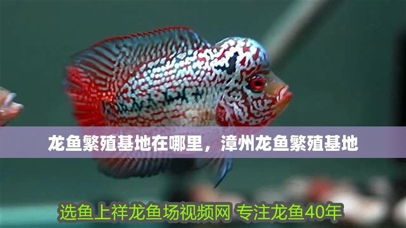 龍魚繁殖基地在哪里，漳州龍魚繁殖基地