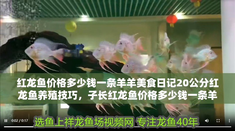 紅龍魚價格多少錢一條羊羊美食日記20公分紅龍魚養殖技巧，子長紅龍魚價格多少錢一條羊羊美食日記紅龍魚養殖技巧