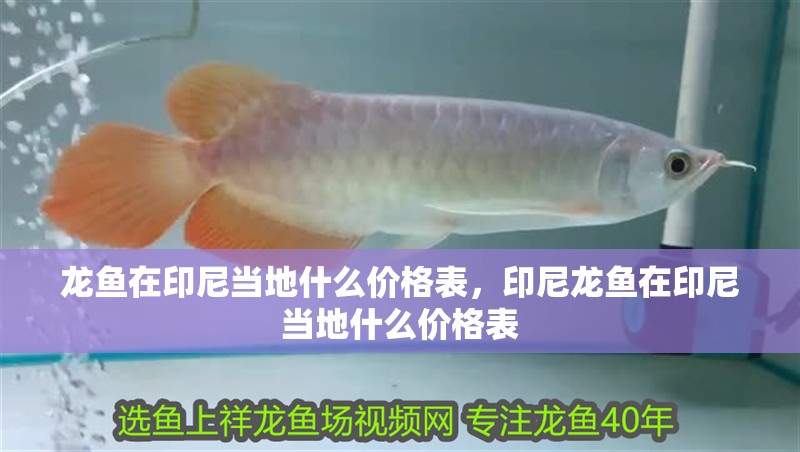 龍魚在印尼當(dāng)?shù)厥裁磧r格表，印尼龍魚在印尼當(dāng)?shù)厥裁磧r格表