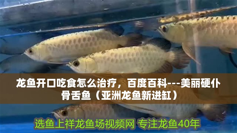 龍魚開口吃食怎么治療，百度百科---美麗硬仆骨舌魚（亞洲龍魚新進(jìn)缸）