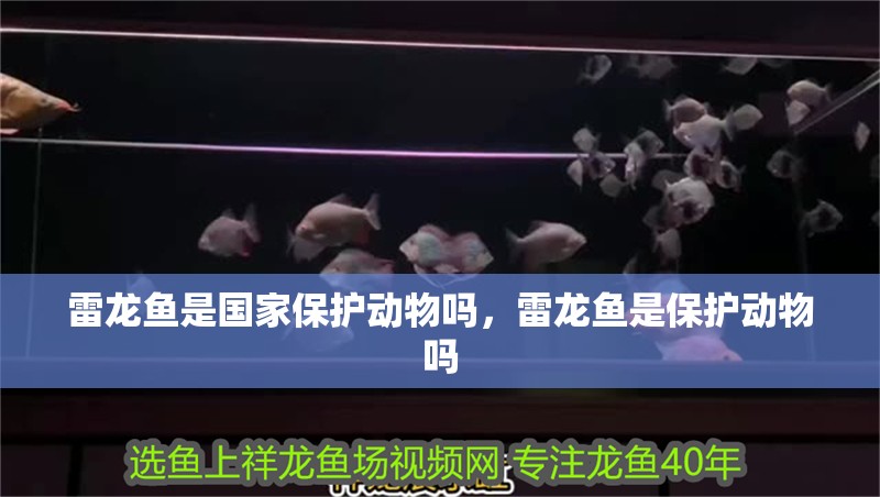 雷龍魚是國家保護動物嗎，雷龍魚是保護動物嗎