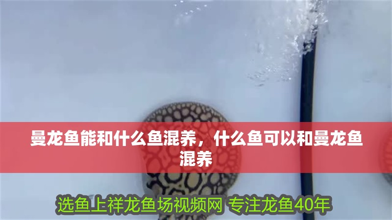 曼龍魚能和什么魚混養(yǎng)，什么魚可以和曼龍魚混養(yǎng)