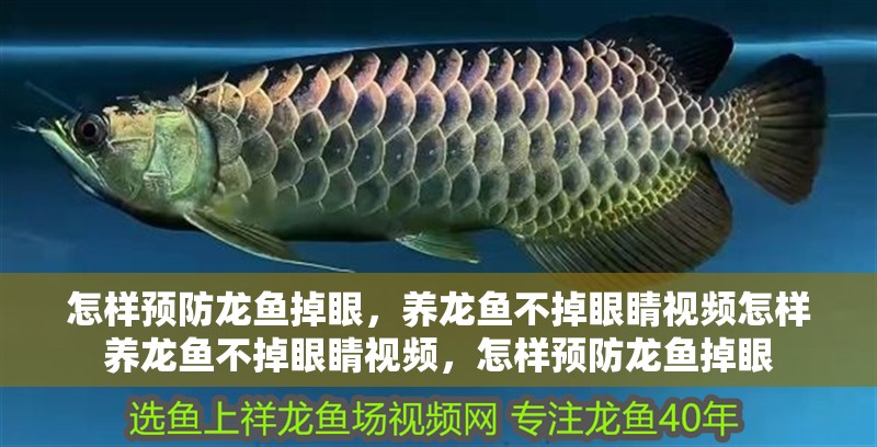 怎樣預(yù)防龍魚掉眼，養(yǎng)龍魚不掉眼睛視頻怎樣養(yǎng)龍魚不掉眼睛視頻，怎樣預(yù)防龍魚掉眼