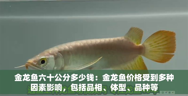 金龍魚六十公分多少錢：金龍魚價(jià)格受到多種因素影響，包括品相、體型、品種等
