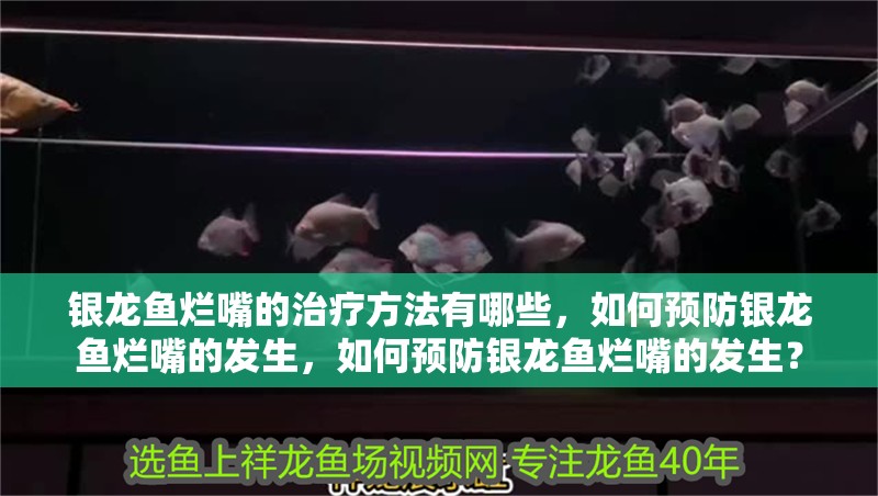 銀龍魚爛嘴的治療方法有哪些,如何預(yù)防銀龍魚爛嘴的發(fā)生,如何預(yù)防銀龍魚爛嘴的發(fā)生? 觀賞魚百科 第3張 銀龍魚爛嘴的治療方法有哪些,如何預(yù)防銀龍魚爛嘴的發(fā)生,如何預(yù)防銀龍魚爛嘴的發(fā)生? 銀龍魚爛嘴的治療方法有哪些,如何預(yù)防銀龍魚爛嘴的發(fā)生,如何預(yù)防銀龍魚爛嘴的發(fā)生? 觀賞魚百科 第3張