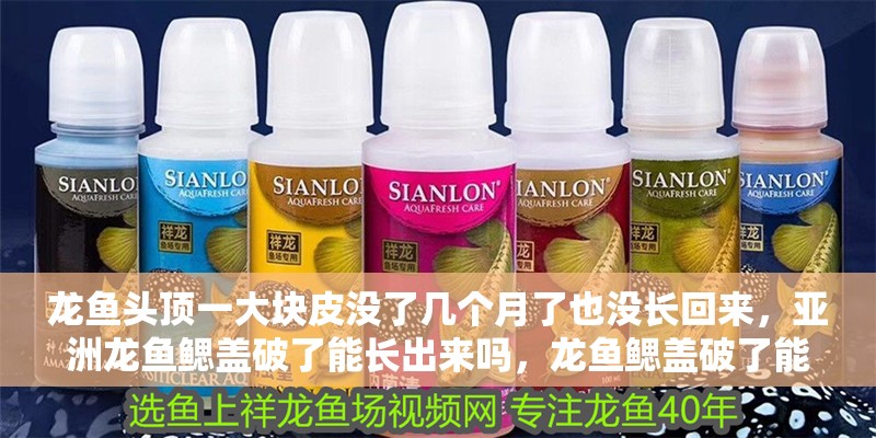 龍魚頭頂一大塊皮沒了幾個月了也沒長回來，亞洲龍魚鰓蓋破了能長出來嗎，龍魚鰓蓋破了能長好嗎