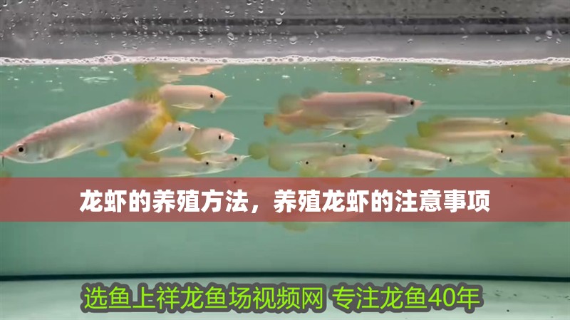 龍蝦的養(yǎng)殖方法，養(yǎng)殖龍蝦的注意事項