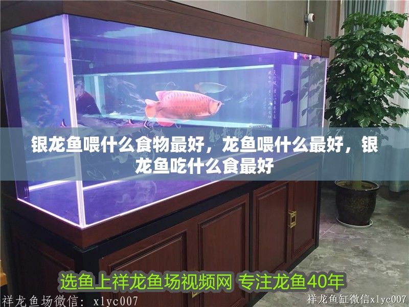 銀龍魚喂什么食物最好，龍魚喂什么最好，銀龍魚吃什么食最好