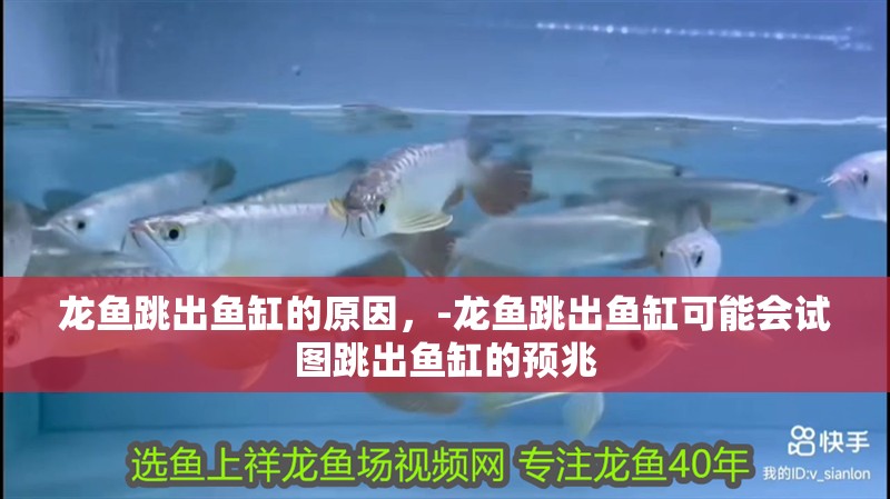 龍魚跳出魚缸的原因，-龍魚跳出魚缸可能會試圖跳出魚缸的預兆